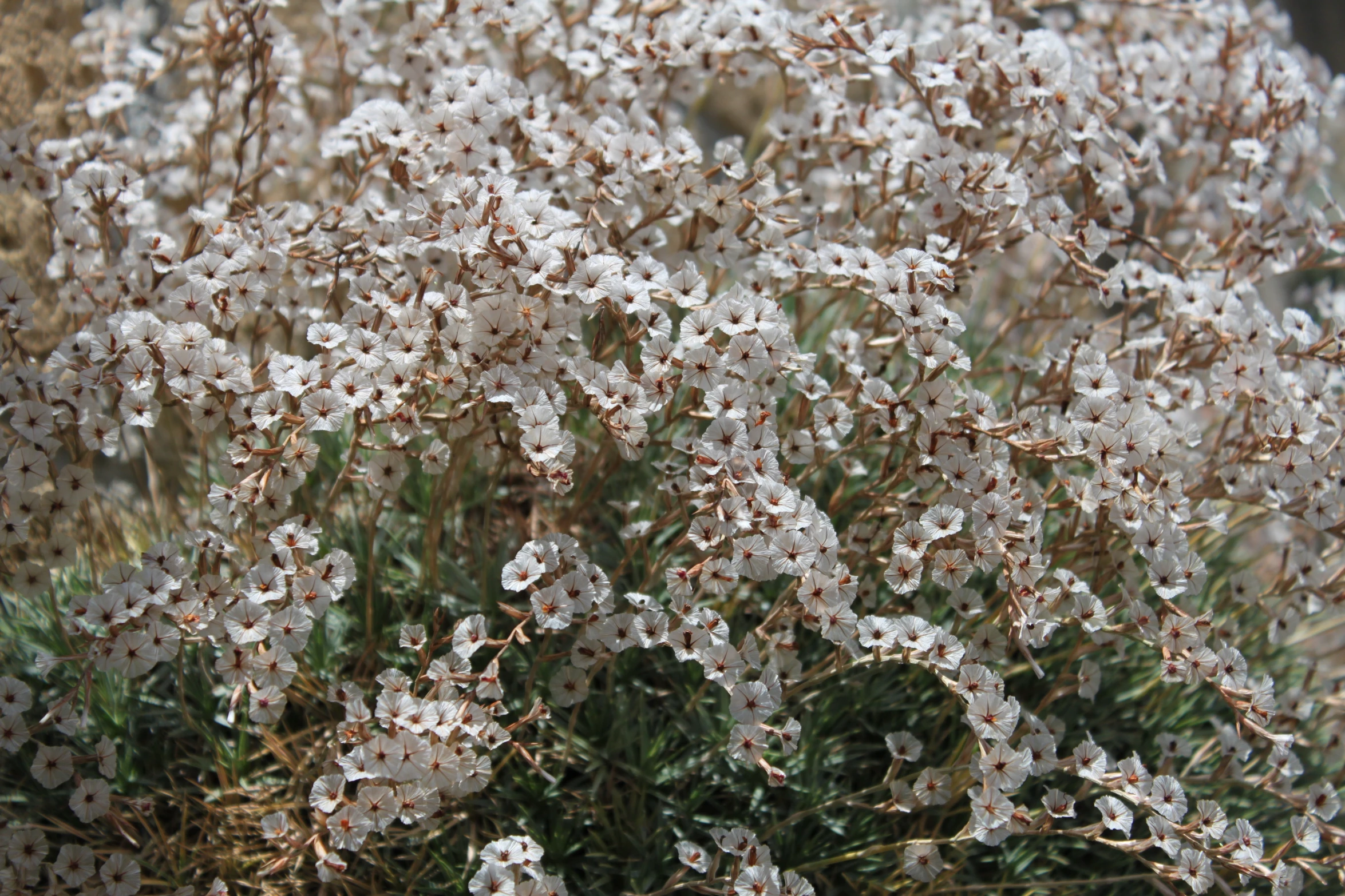 a bunch of wild white flowers that are in the grass