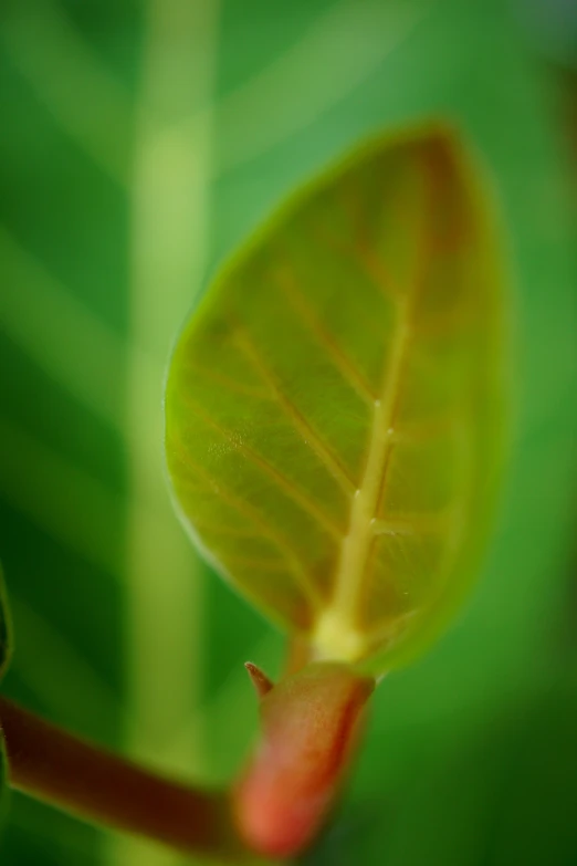 a close up of a leaf with the stem still attached