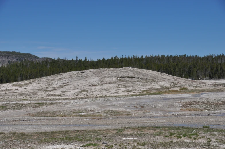 the grassy area is covered with lots of dead grass and trees