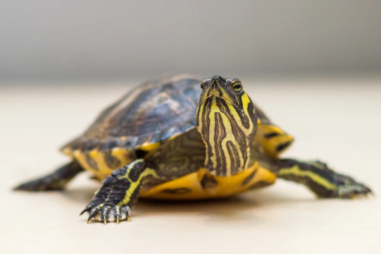 a turtle crawling across a white surface near another turtle