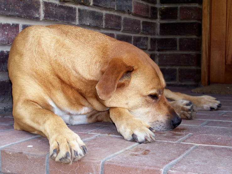 dog lays head down on the sidewalk of a brick house