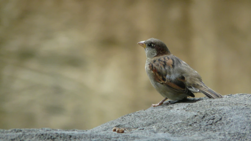 a small bird sitting on top of a big rock