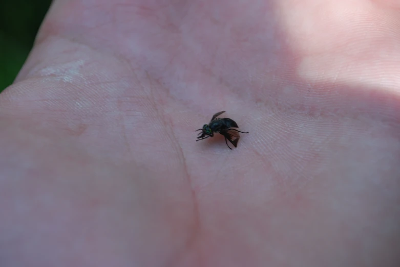 a bug that is on someone's left hand