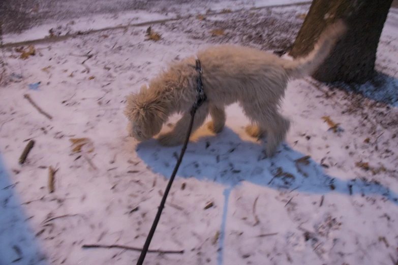 a small dog that is walking through the snow