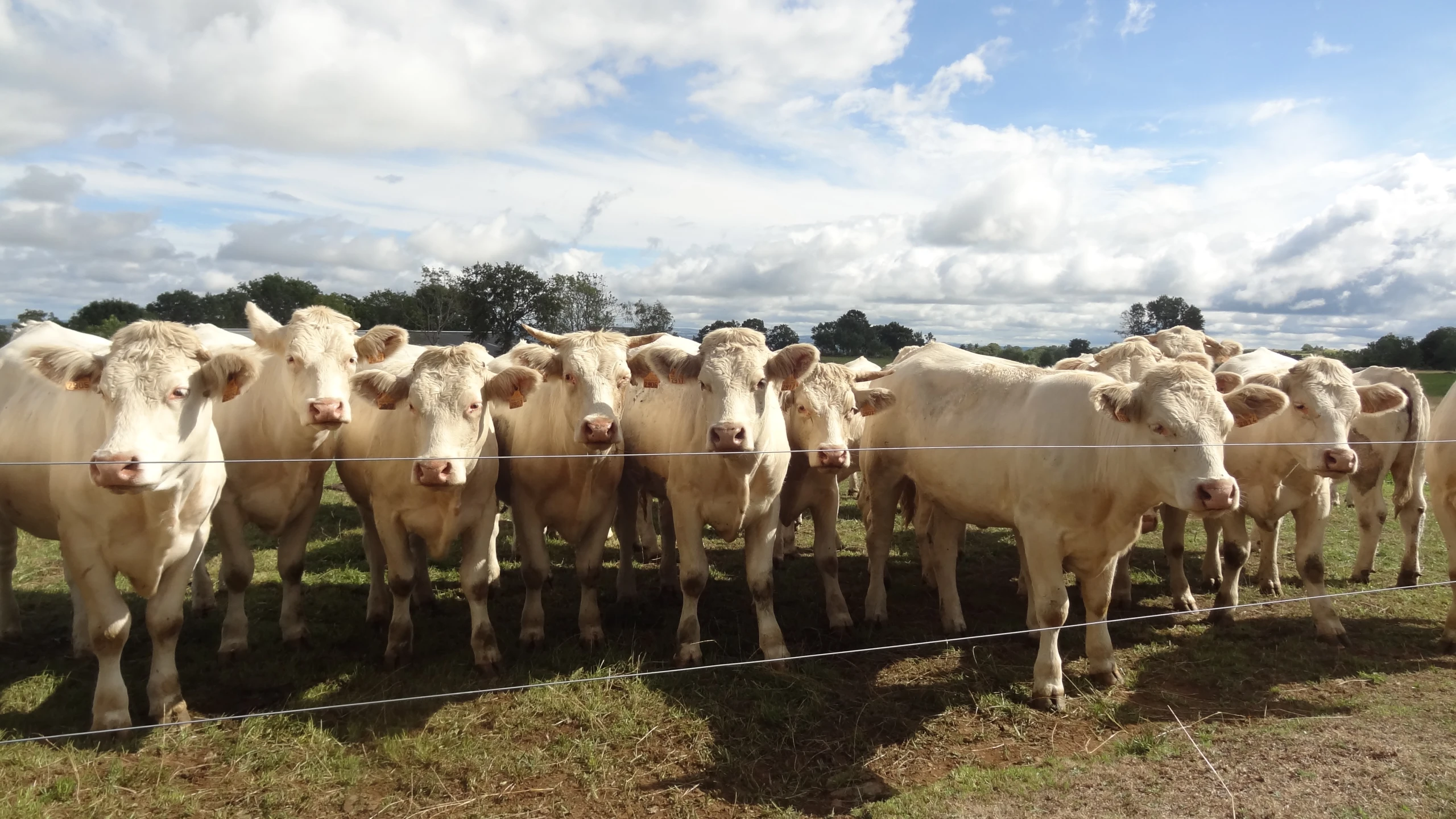 a group of cows are standing in a fenced in area