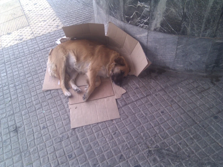 a dog sleeps in a cardboard box on the floor