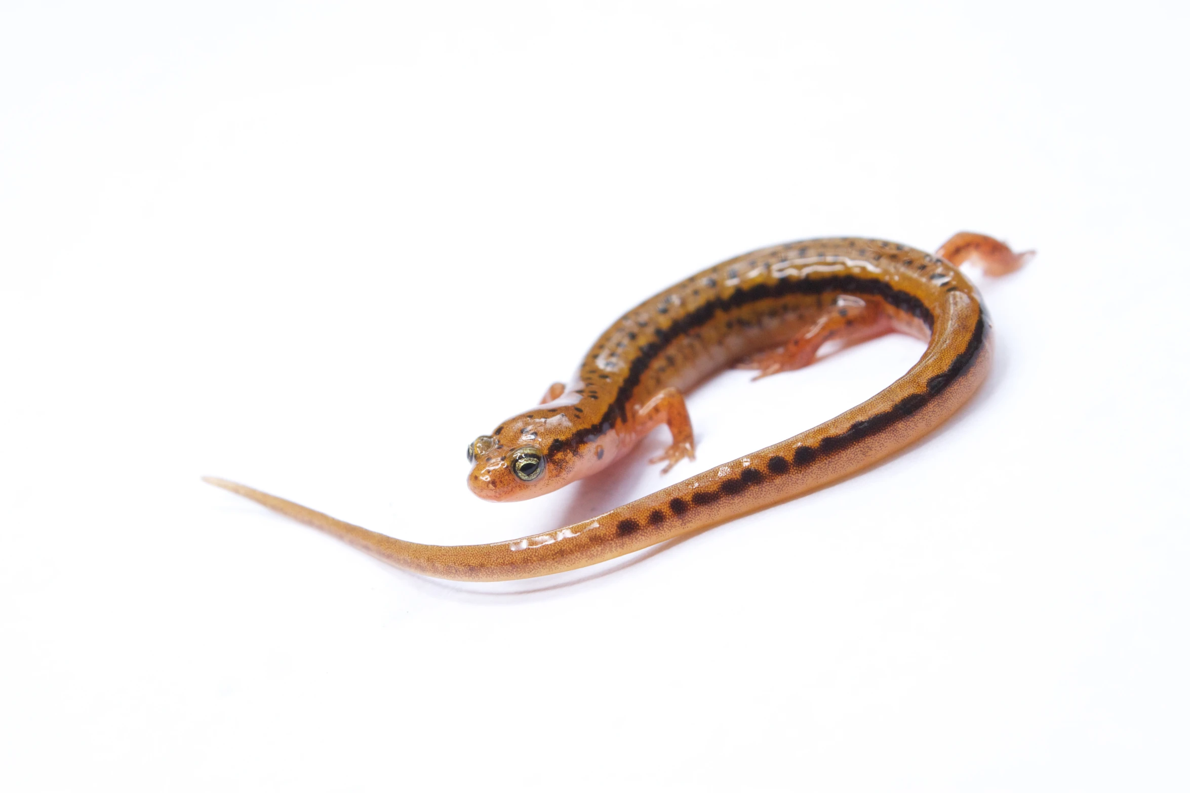 two brown and black lizards on a white surface