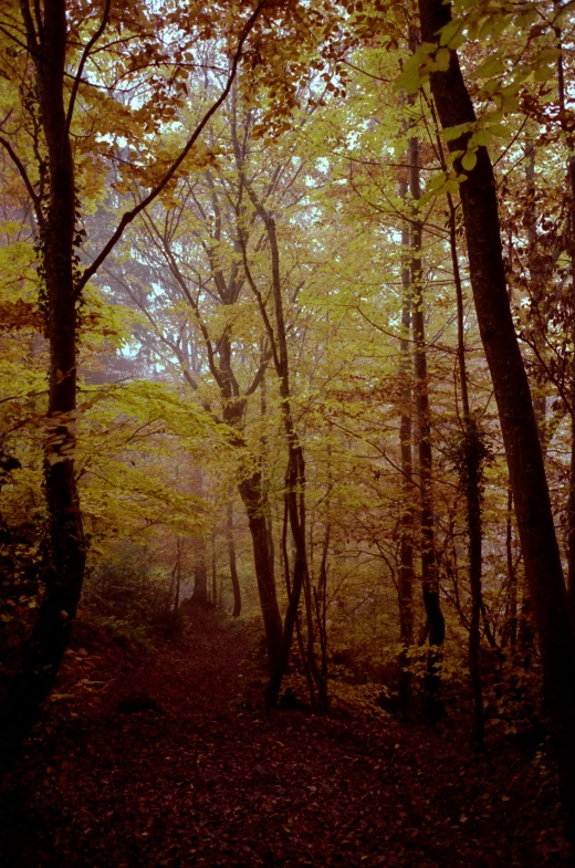 the sun is shining through the trees in the forest