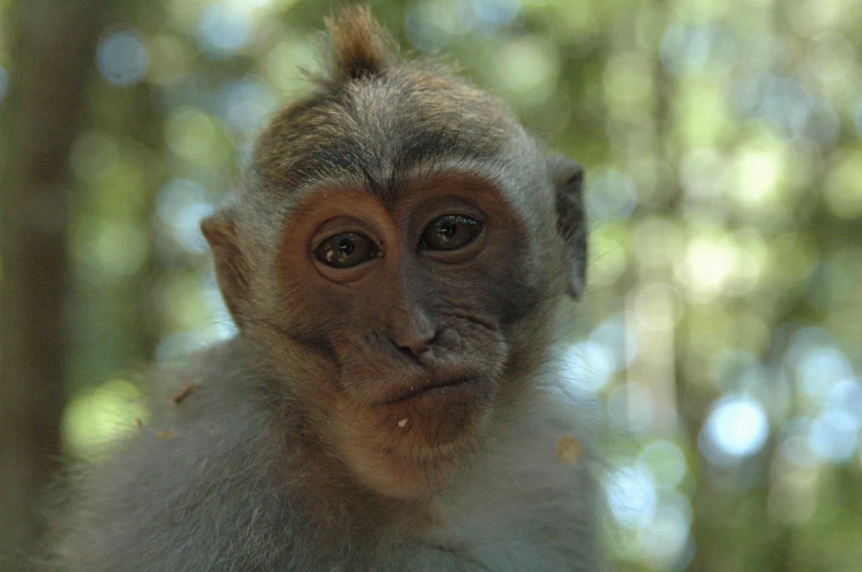 a monkey with a brown face and long fur looking directly ahead