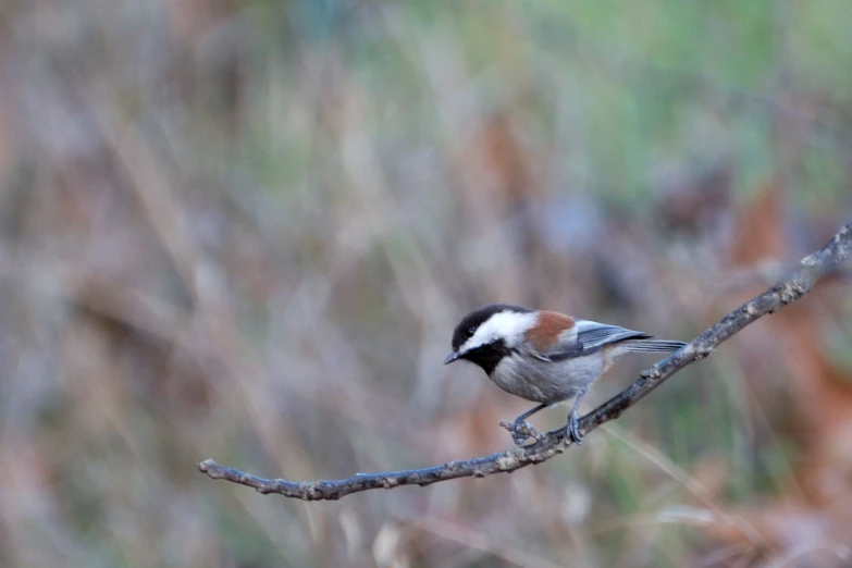 the bird sits on a bare nch by itself