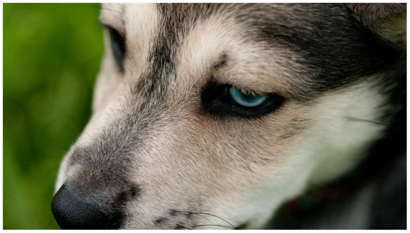 an image of a dog with blue eyes