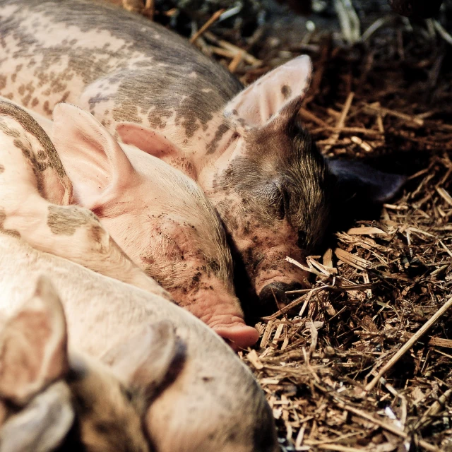 a couple of pigs lying on top of a pile of dry grass