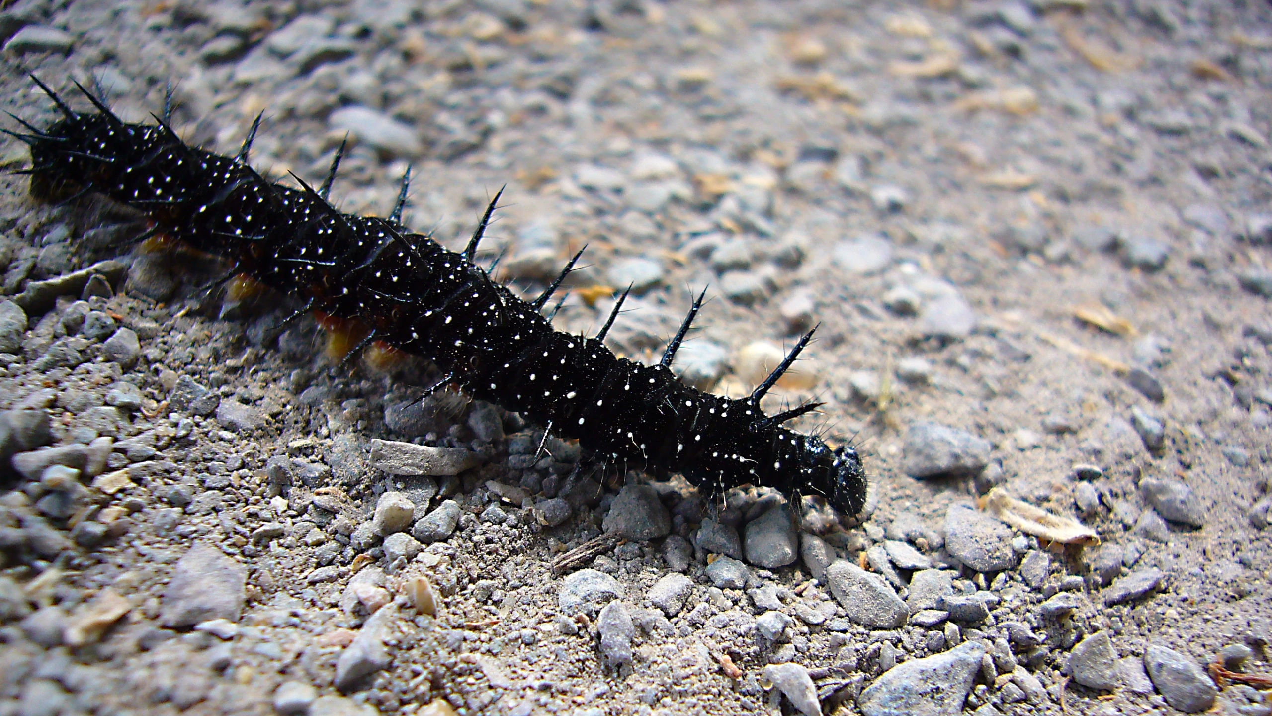 a long black and white insect walking across a gravel road