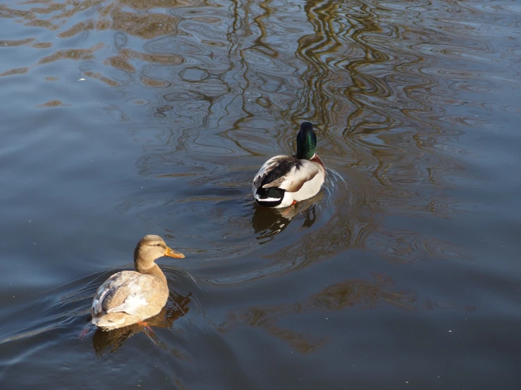 two ducks are swimming in a pond