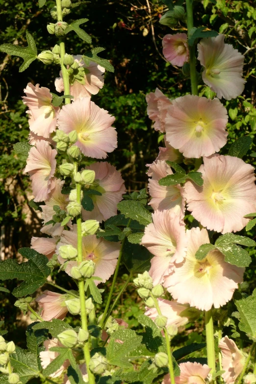 tall flowers on a sunny day in the garden