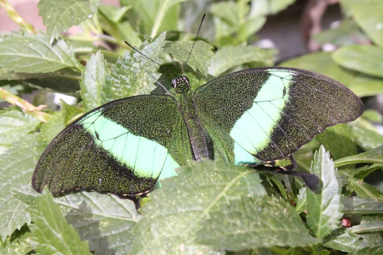 two green and black erflies on leafy leaves