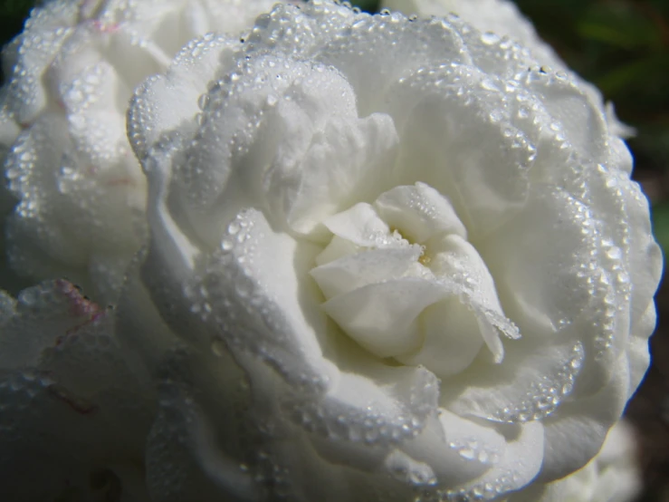 a white rose has water drops on it