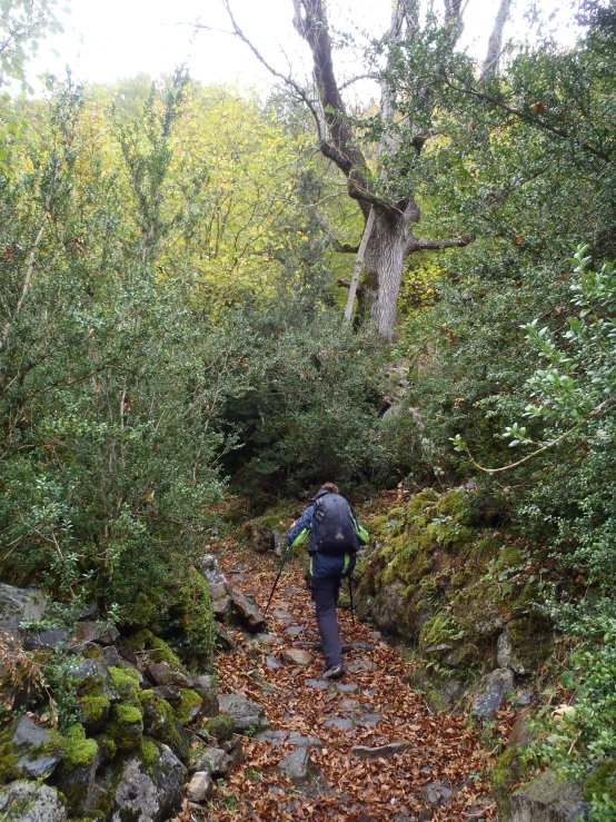 a man hiking in the woods with backpack