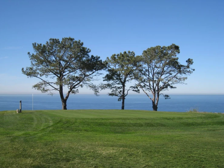 three trees stand at the top of a golf course