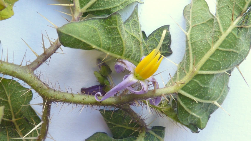 a close up view of a yellow flower and green leaves