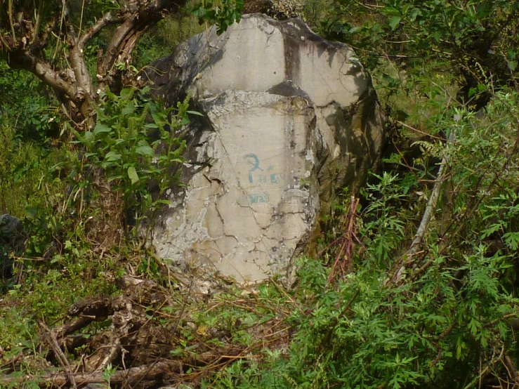 a rock with writing on it in the middle of a forest