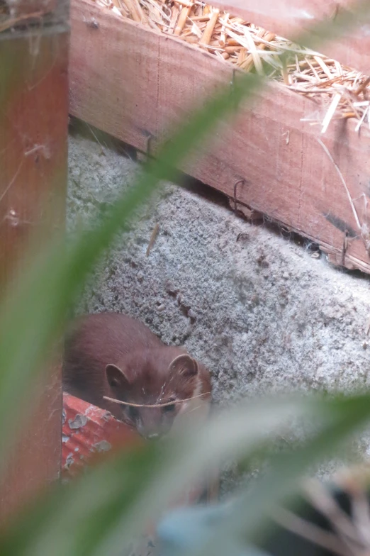 an animal laying on top of the ground in some dirt