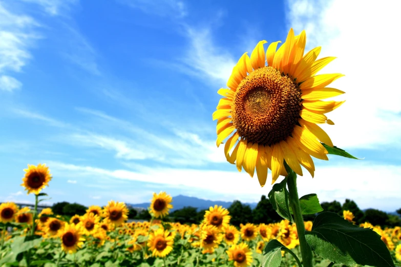 a large sunflower in a field of green leaves