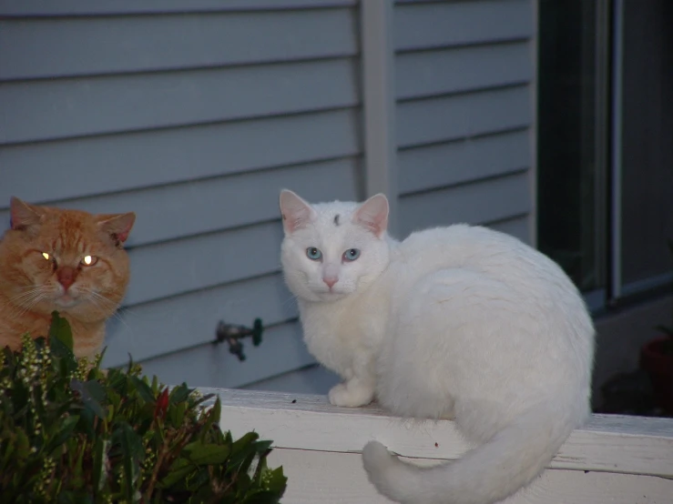 two cats one white and one orange on a house