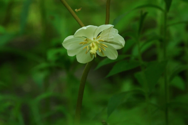 a flower in the middle of tall green grass