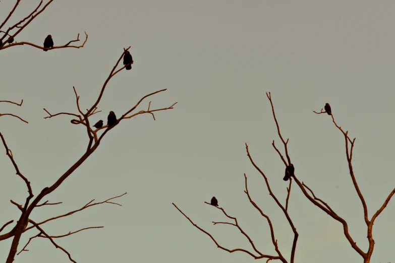 birds perched in tree nches with a hazy sky background