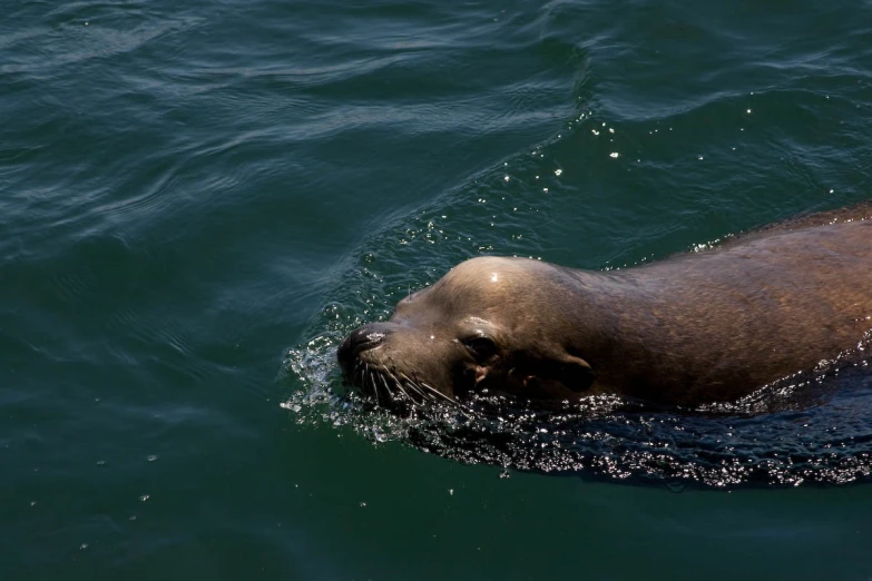 a brown seal is swimming in the water