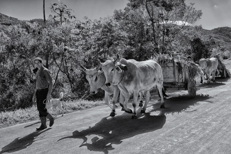 a man is walking with three cows down the road