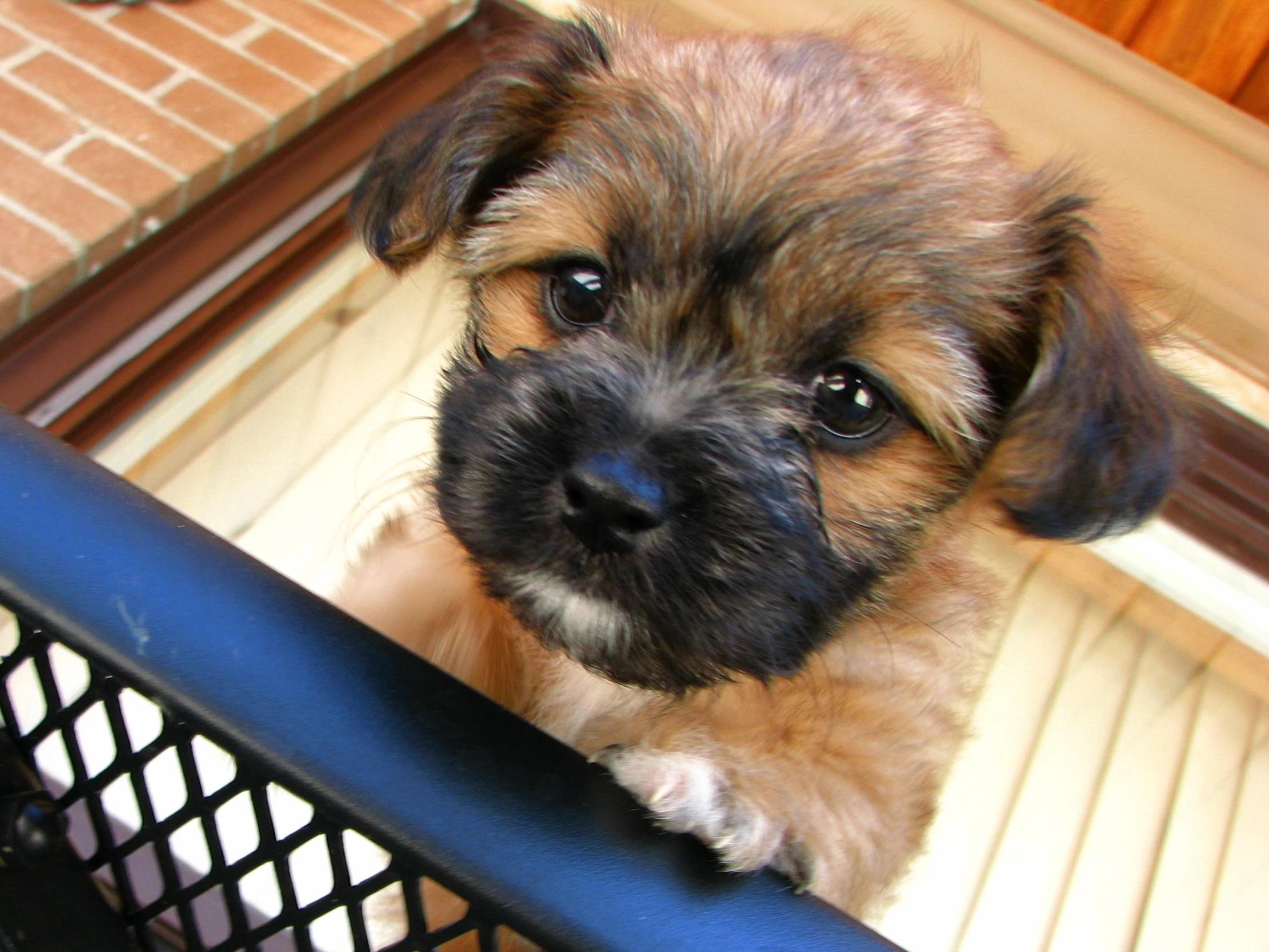 a small dog standing on top of a metal fence