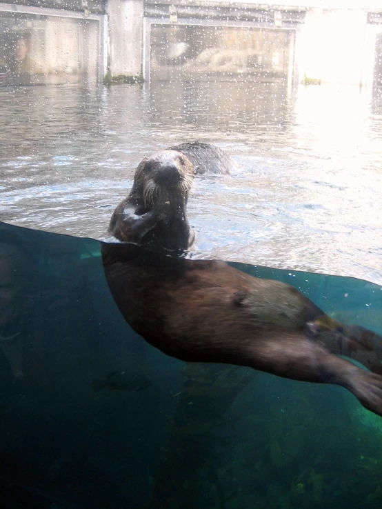 a dog swimming on top of the water with it's paws up