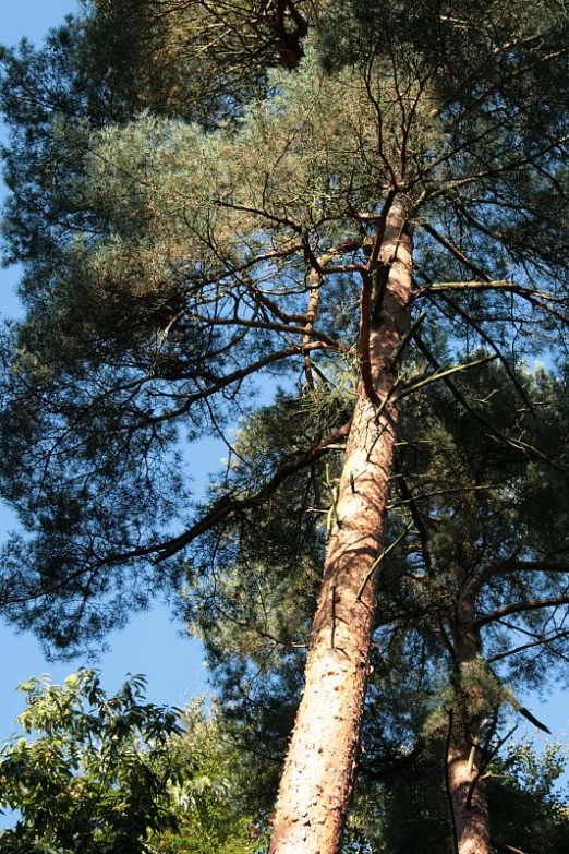 a tall tree with no leaves on it