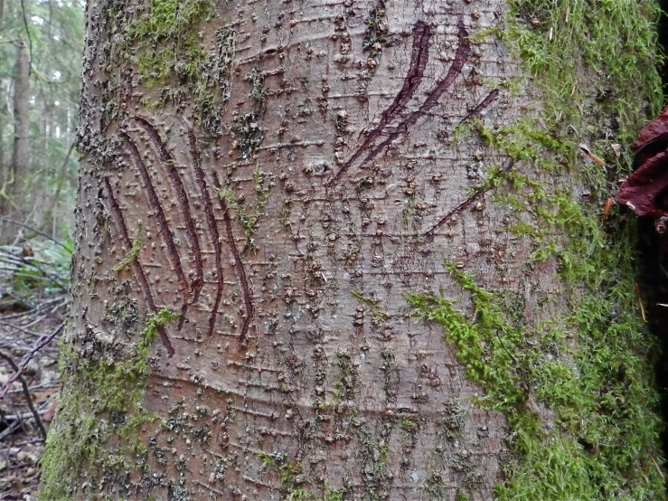 a large tree trunk with a carving on the trunk