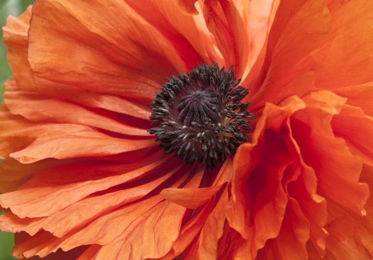 orange and black flower with a green stem