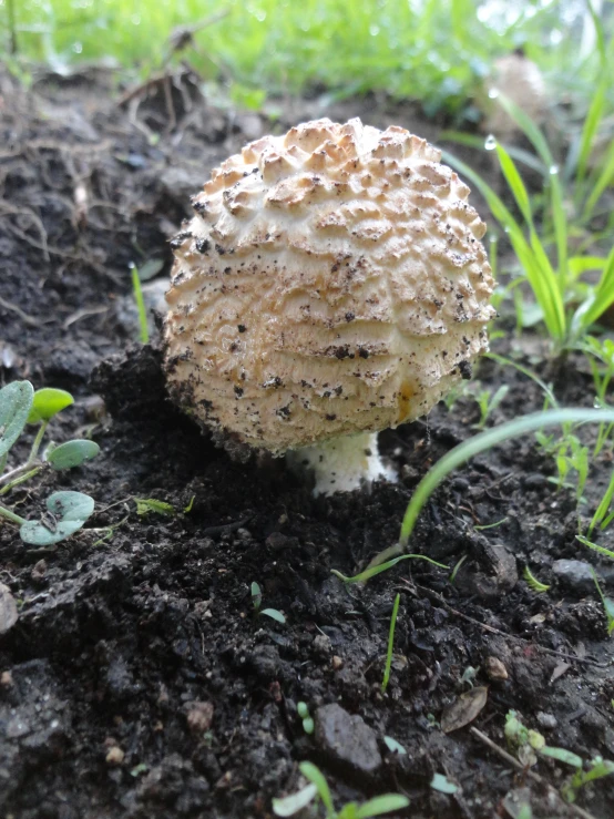 a mushroom sitting on top of a dirt patch