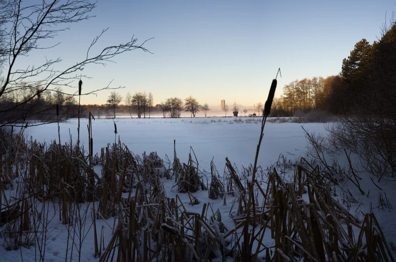 a view of a snowy field with trees and grass