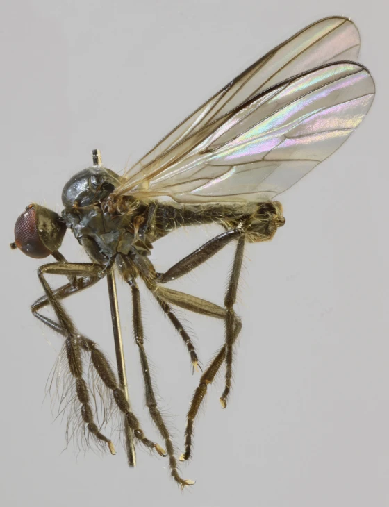 two flies in flight with the top wings spread