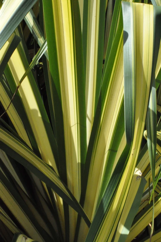 large and long palm leaves in the shade