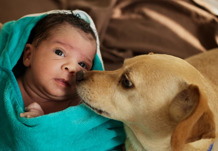 a baby in a blue robe kissing a dog