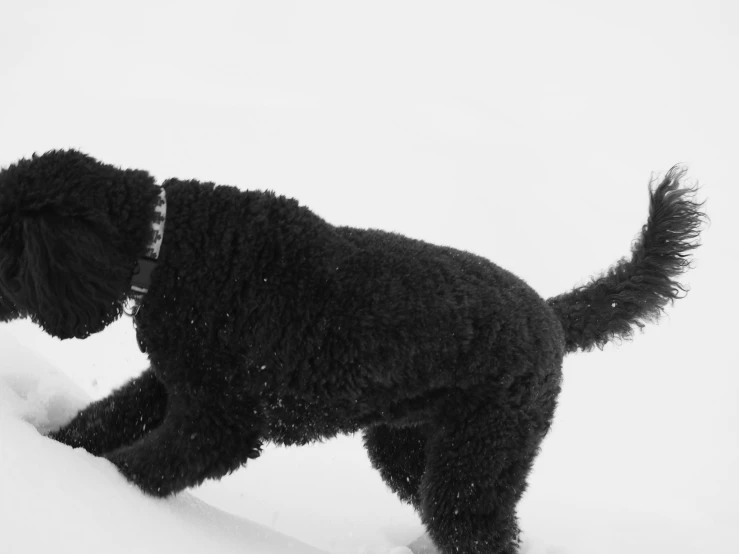 a black poodle sniffing the snow off its side