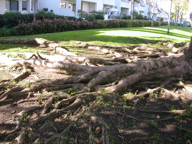 a tree with very exposed roots is in a residential park