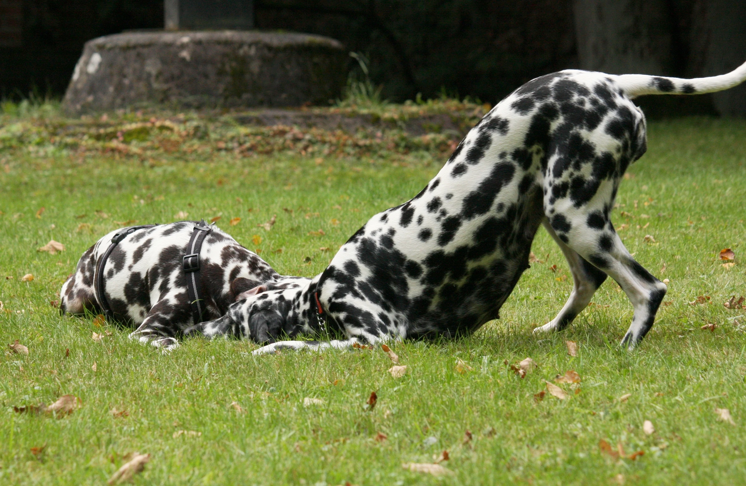 a dalmatian dog rolling around on its back
