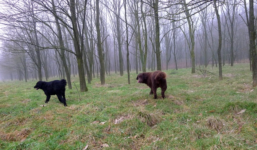 two cows standing in the middle of a forest