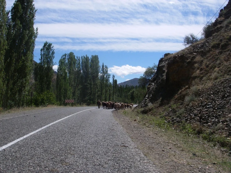 a couple of animals that are on the side of the road