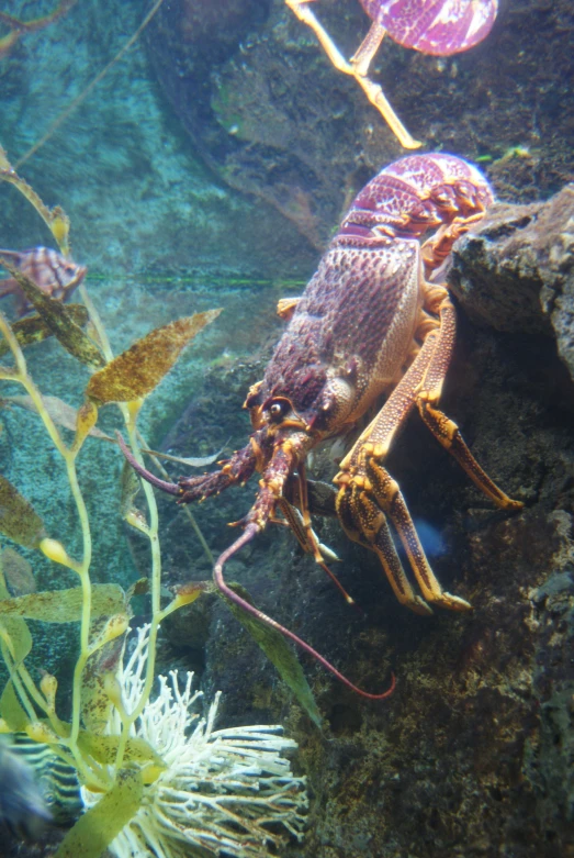 this is an underwater po of a large squid