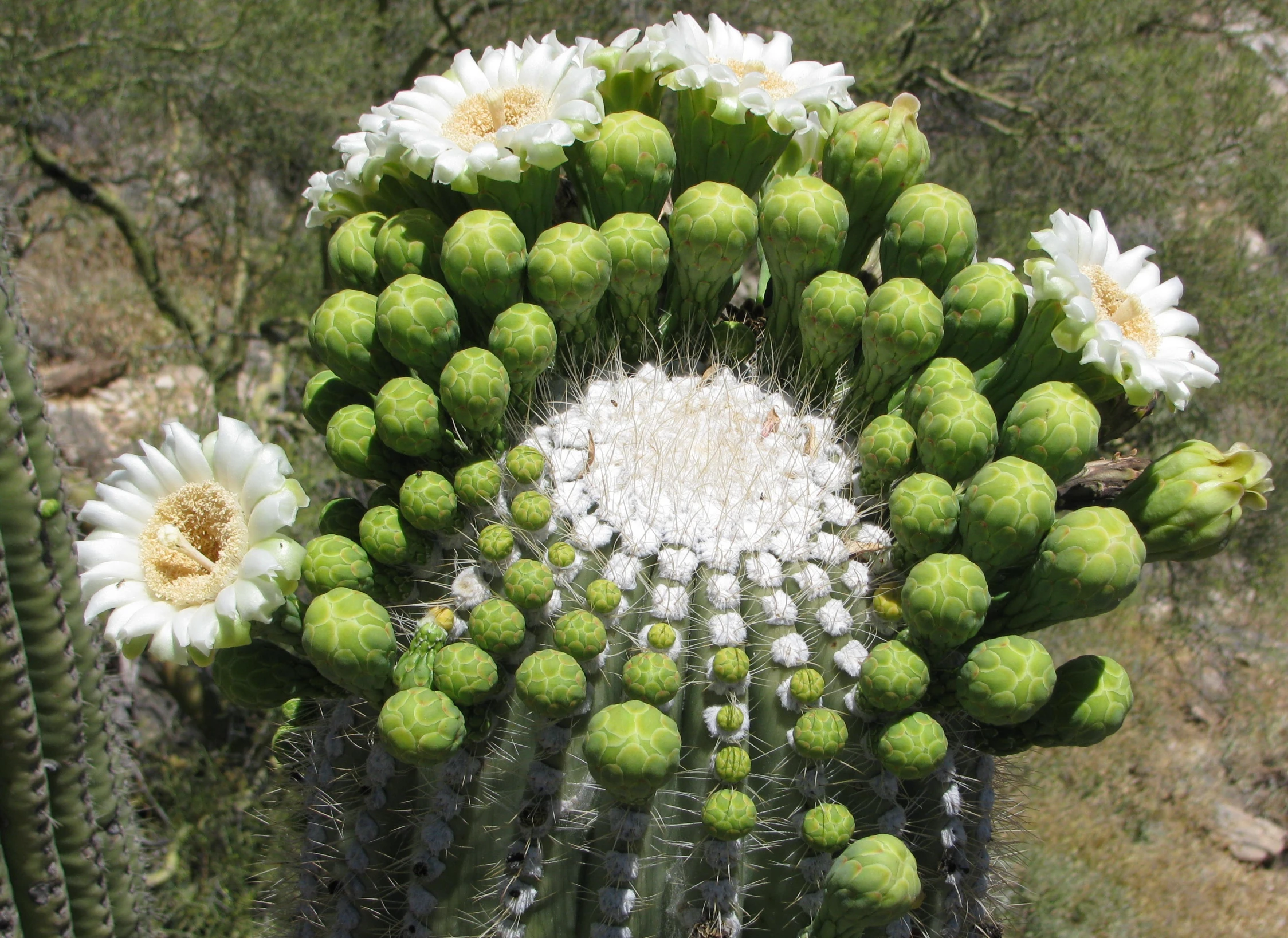 a large cactus plant with very thin, white flowers