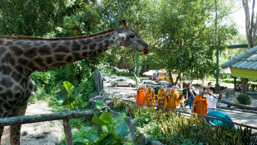 a giraffe standing behind a fence and people looking over it